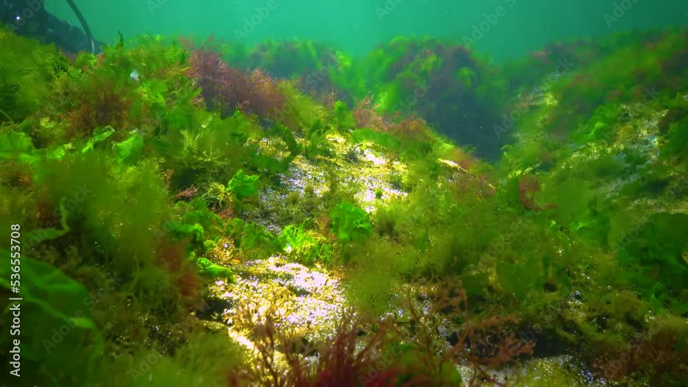 Photosynthesis in the sea, A diver touches oxygen bubbles synthesized by algae. Green and red algae on underwater rocks Black Sea Photosynthesis in the sea, A diver touches oxygen bubbles synthesized by algae. Green and red algae on underwater rocks Black Sea