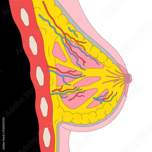 Vector outline illustration of female breast anatomy. White background.