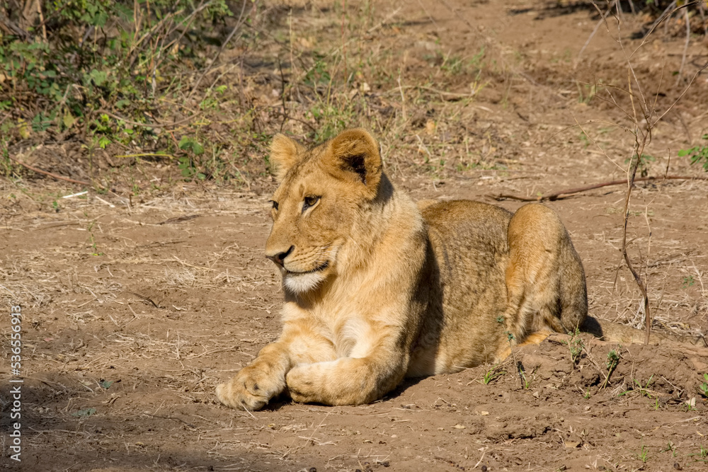 Fototapeta premium Lion in Lower Zambezi National Park, Zambia