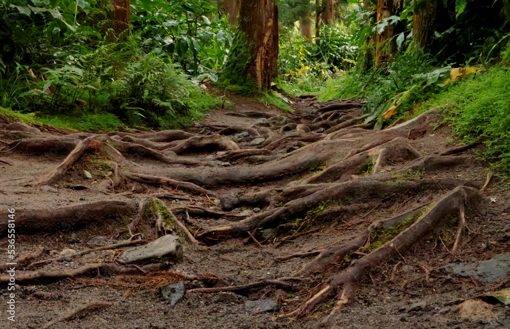 Racines dépassant du sol dans la forêt Racines dépassant du sol dans la forêt