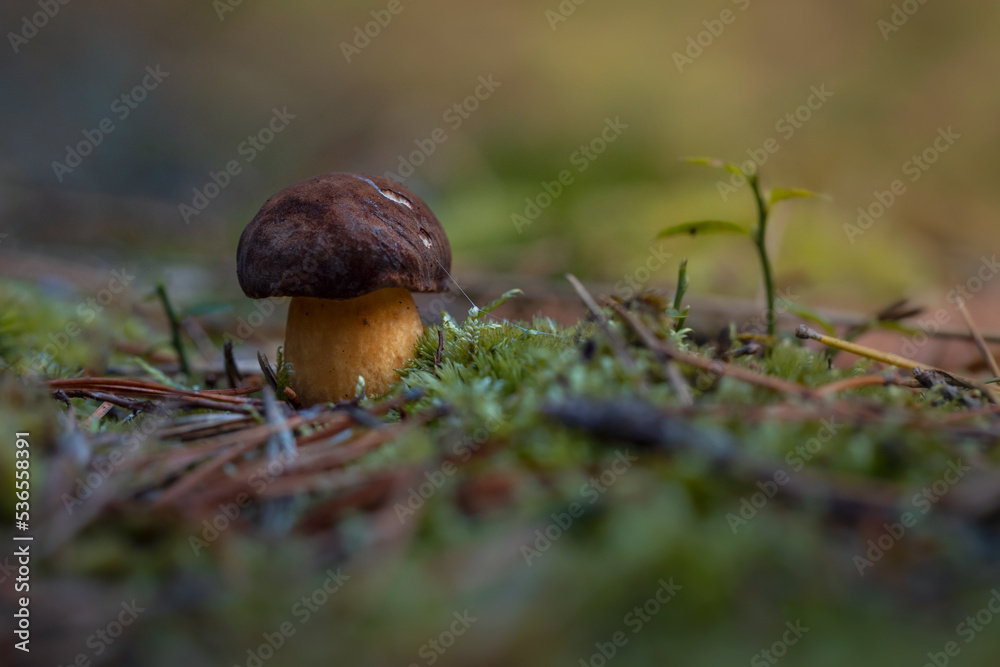 Edible mushroom bay bolete (Imleria badia) in the natural environment. Close up view of brown mushroom growing in forest on a sunny day. Czech Republic Edible mushroom bay bolete (Imleria badia) in the natural environment. Close up view of brown mushroom growing in forest on a sunny day. Czech Republic