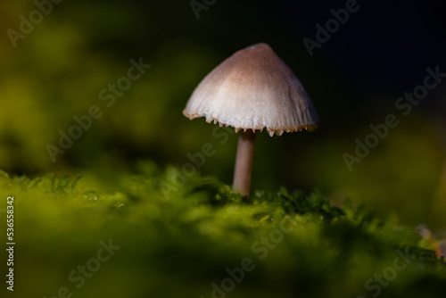 Inedible mushroom common mycena, also known as the common bonnet, the toque mycena or the rosy-gill fairy helmet (Mycena galericulata). Detail of a small mushroom isolated on green moss background.