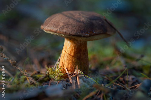 Edible mushroom bay bolete (Imleria badia) in the natural environment. Close up view of brown mushroom growing in forest on a sunny day. Czech Republic