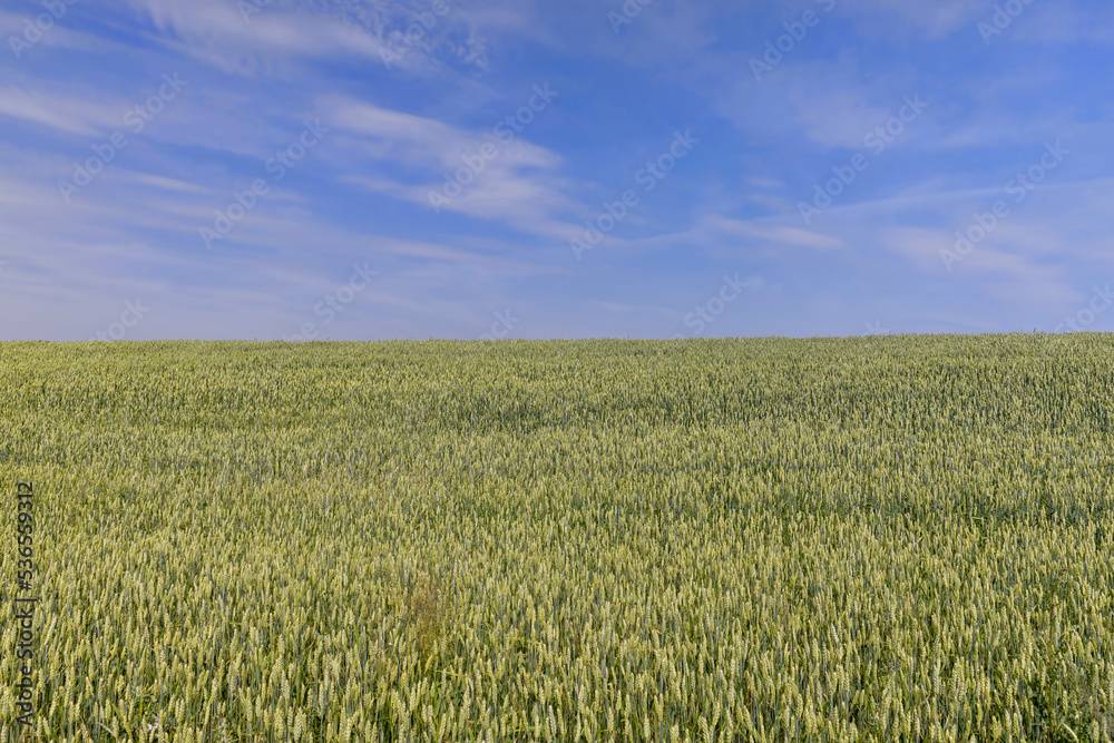 Agricultural wheat field with unripe wheat