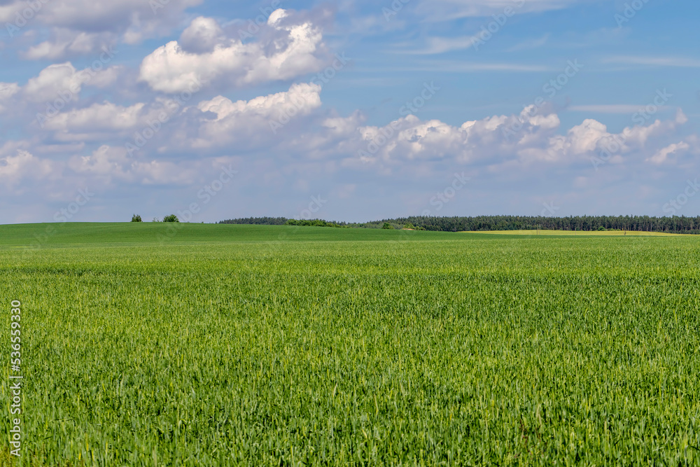 An agricultural field where green cereals grow An agricultural field where green cereals grow