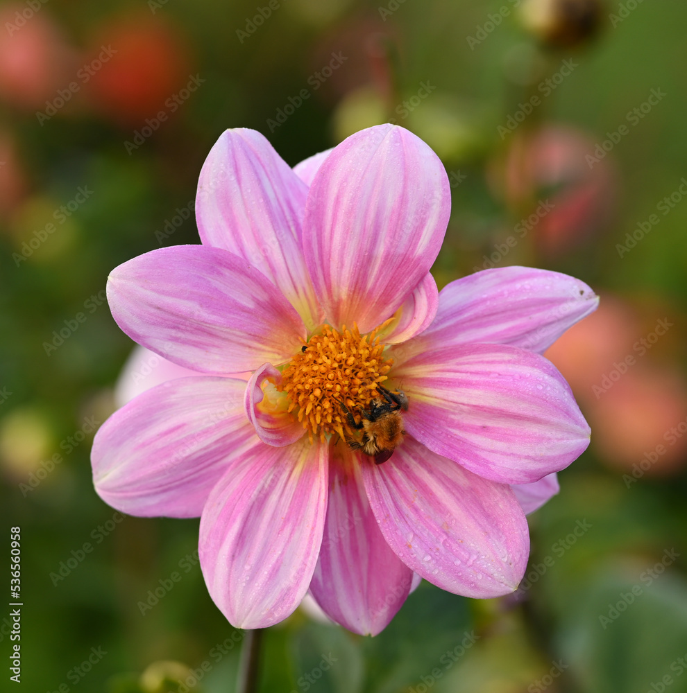 Beautiful close-up of a dahlia and a bumblebee Beautiful close-up of a dahlia and a bumblebee