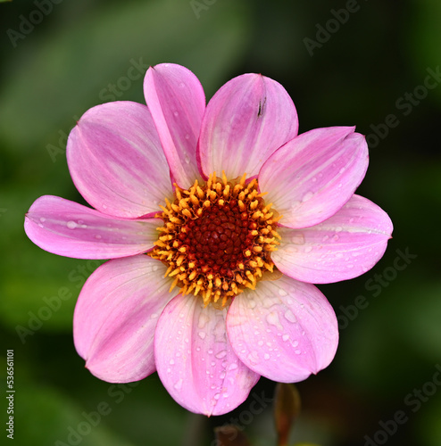 Beautiful close-up of a decorative dahlia flower