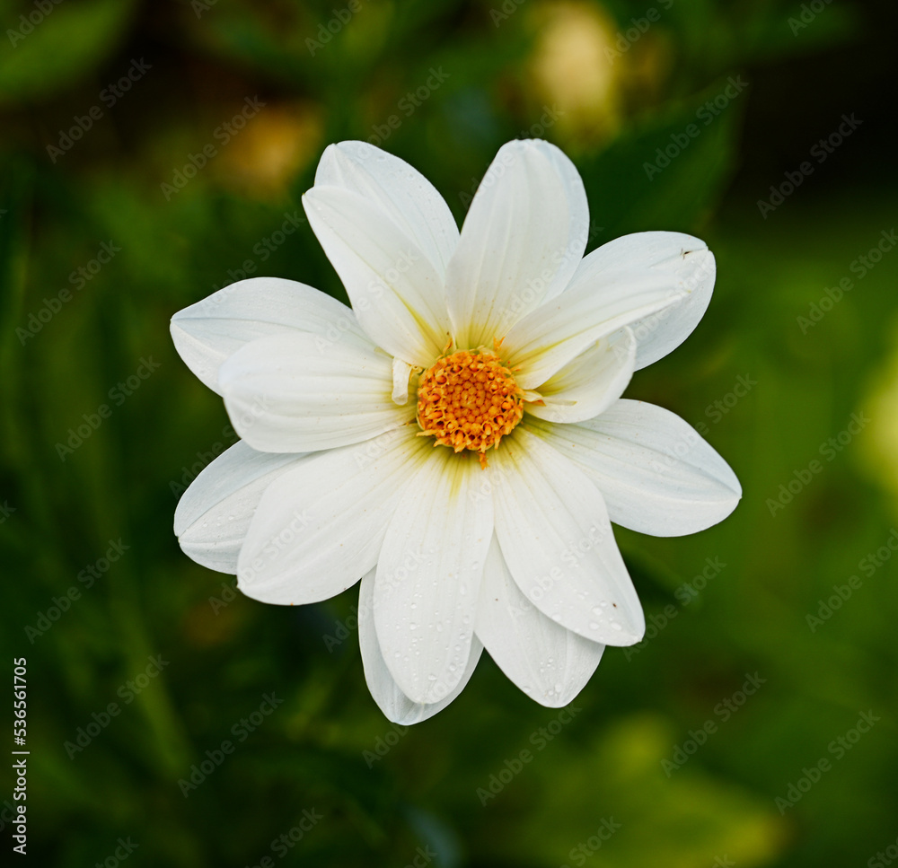 Beautiful close-up of a white dahlia flower Beautiful close-up of a white dahlia flower