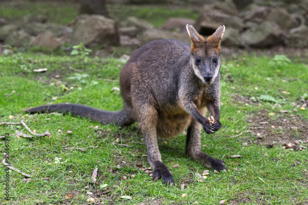 Wallaby the small kangaroo eating and sitting Wallaby the small kangaroo eating and sitting