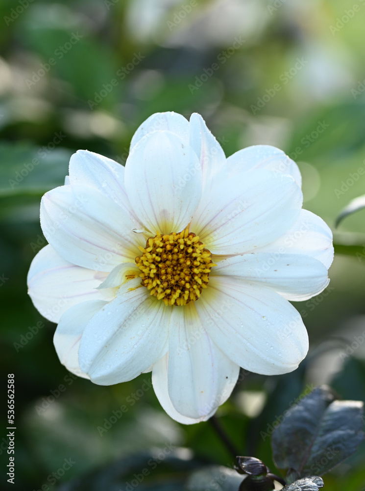 Beautiful close-up of a white dahlia flower Beautiful close-up of a white dahlia flower