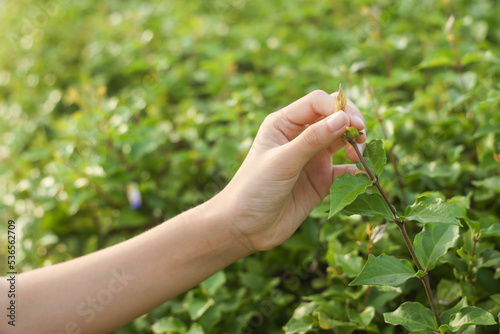 White Clover Held by Young Girl's Hand