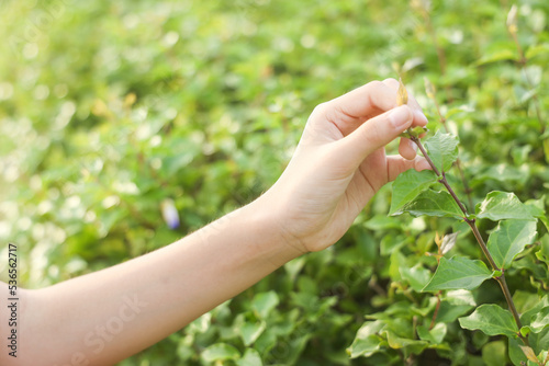 White Clover Held by Young Girl's Hand