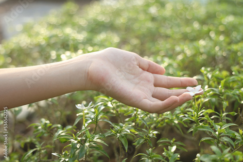 White Clover Held by Young Girl's Hand © Teerapong
