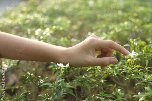 White Clover Held by Young Girl's Hand © Teerapong
