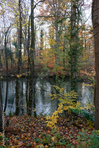 Autumn leaves in the forest at the river
