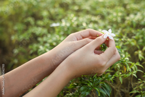 girls hand,small hand picking flower in the garden. © Teerapong