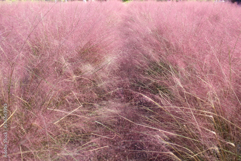 들판에 핀 핑크 뮬리 Pink Muhly in the Field 들판에 핀 핑크 뮬리 Pink Muhly in the Field