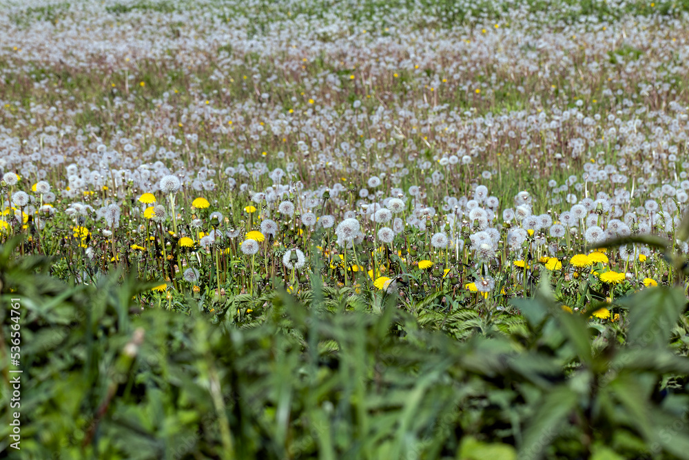 Fototapeta premium A field with a large number of dandelions in the summer