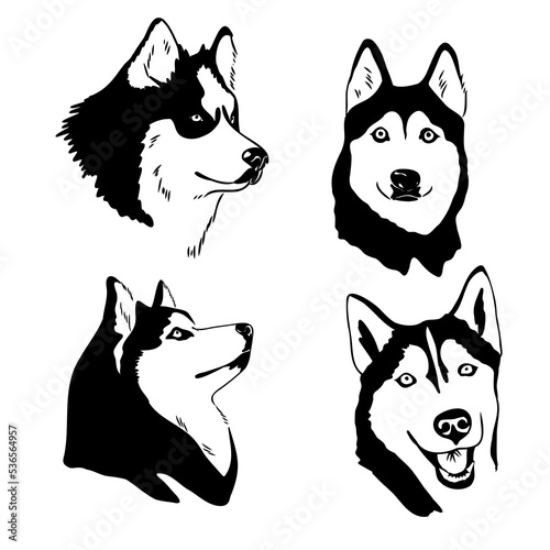 Husky dog portrait vector illustration husky vector