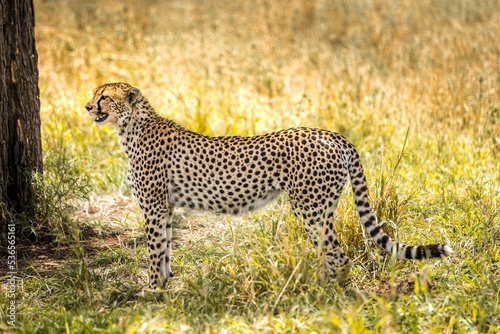 Cheetah standing and observing in the grasslands of the Serengeti  Tanzania