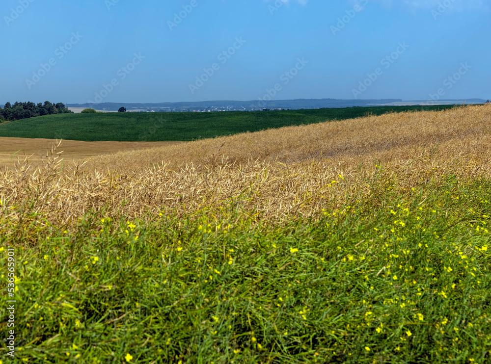 rapeseed field for harvesting seeds for oil
