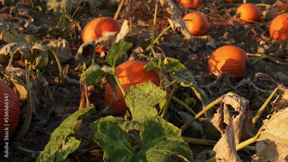 Large orange pumpkins against the sun at the Autumn farm panning. Panorama of landscape at fall and season holidays. Thanksgiving family day and Halloween celebration at golden hour. Large orange pumpkins against the sun at the Autumn farm panning. Panorama of landscape at fall and season holidays. Thanksgiving family day and Halloween celebration at golden hour.