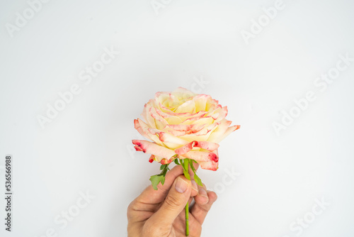 Holding a yellow-pink rose in a hand with white background © Almedin
