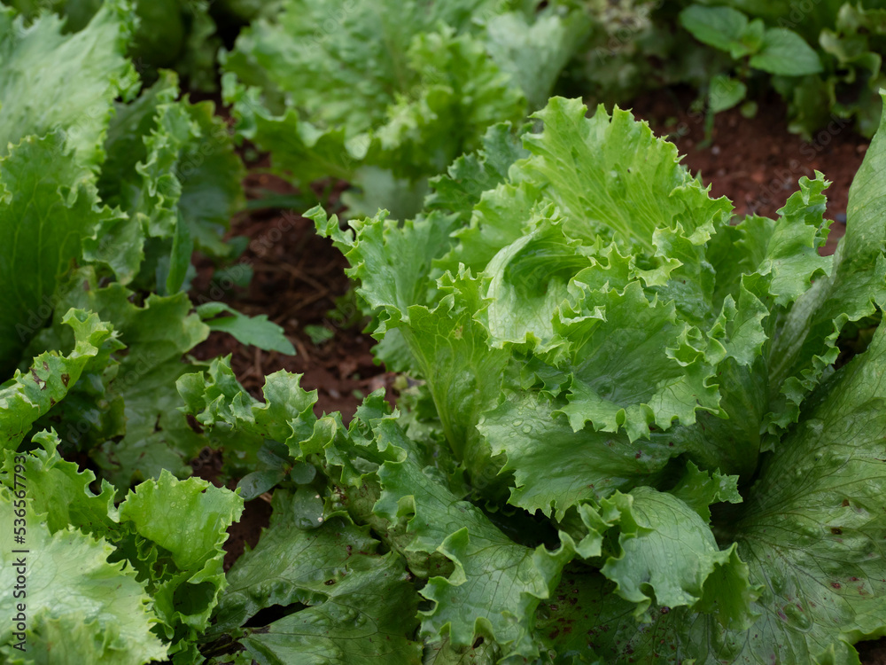 Green lettuce vegetable salad growing in rural farmland. spot focus Green lettuce vegetable salad growing in rural farmland. spot focus
