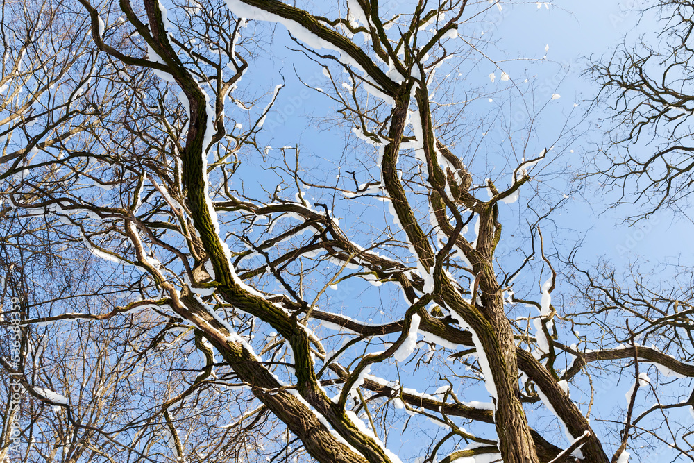 Deciduous trees in the snow in winter Deciduous trees in the snow in winter