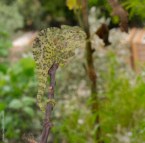 green chameleon - Chamaeleon Calyptratus - Image