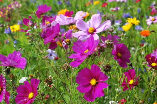 Sommerliche Blumenwiese  Kornblumen  Centaurea cyanus   Schafgarbe  Achillea   Malven  Malva   gelbe Margeriten  Leucanthemum   Klatschmohn  Papaver rhoeas   Baden-W  rttemberg  Deutschland  Europa