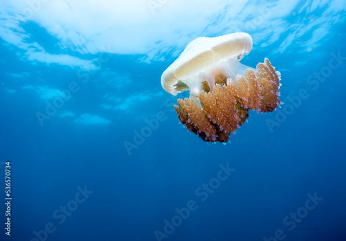 jellyfish in the sea
