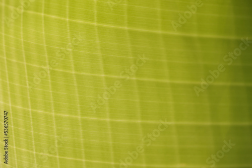 Close up of green leaf of banana, nature texture background
