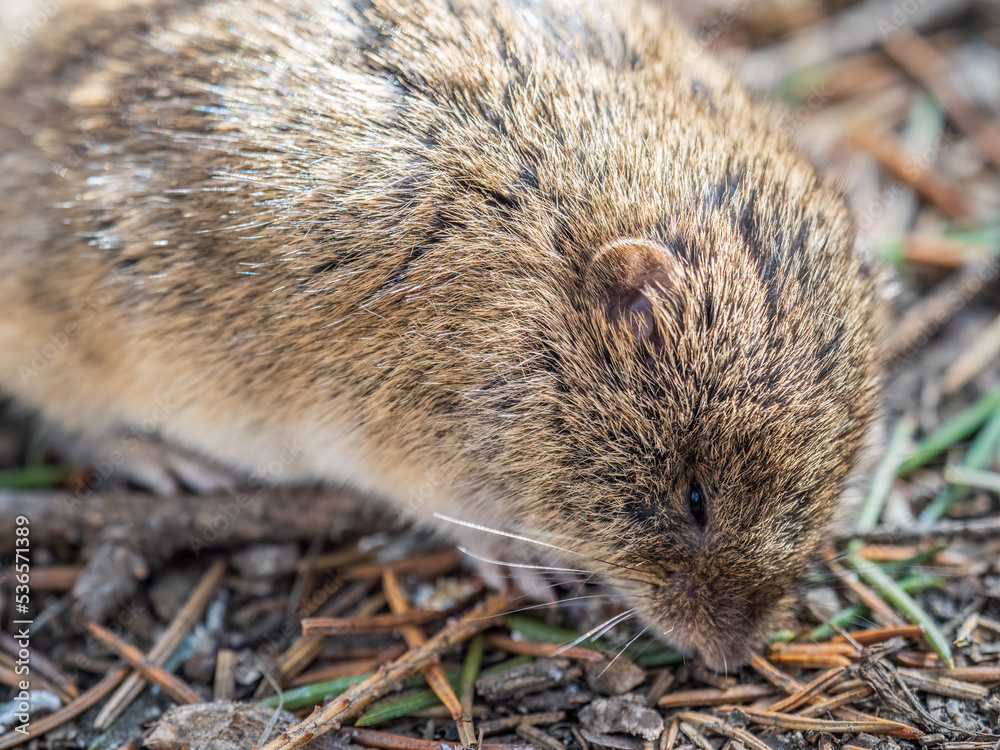 A closeup of a Common vole, Microtus arvalis, on the ground with a blurry background A closeup of a Common vole, Microtus arvalis, on the ground with a blurry background