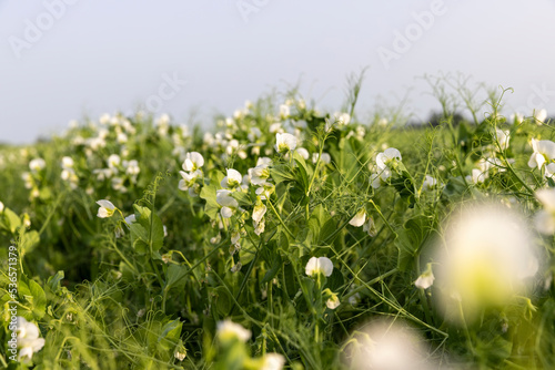 An agricultural field where green peas grow during flowering