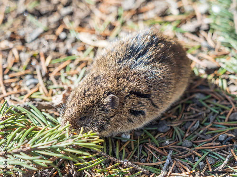 A closeup of a Common vole, Microtus arvalis, on the ground with a blurry background A closeup of a Common vole, Microtus arvalis, on the ground with a blurry background