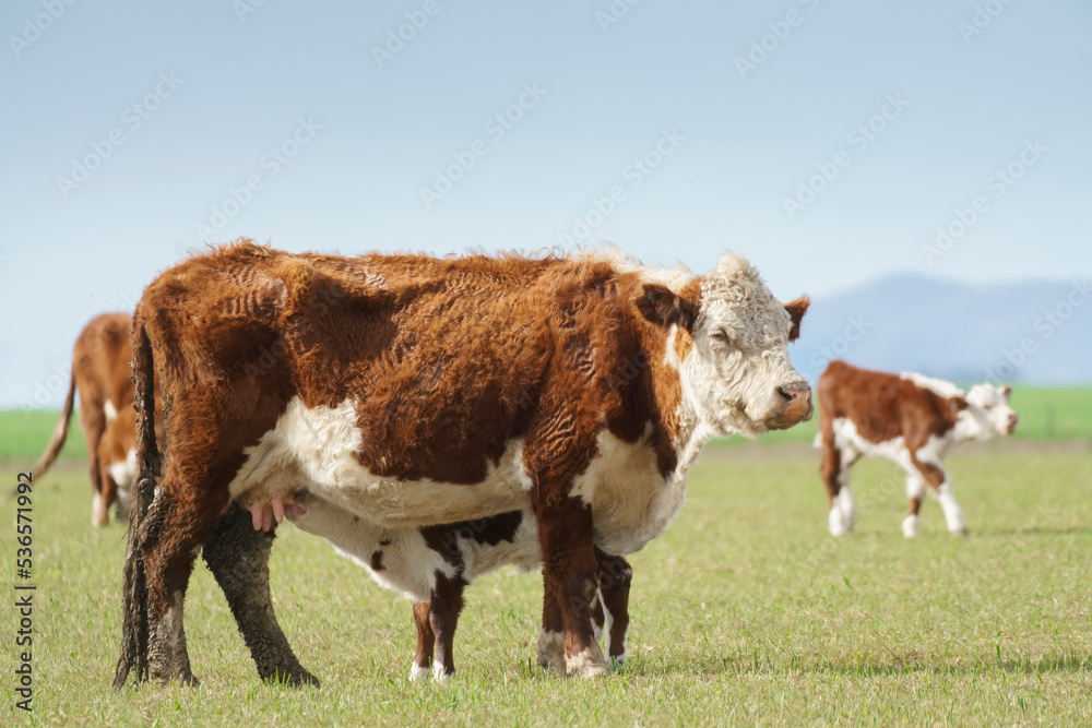 Cow breed Polled Hereford with signs of malnutrition grazing in a field with other animals Cow breed Polled Hereford with signs of malnutrition grazing in a field with other animals