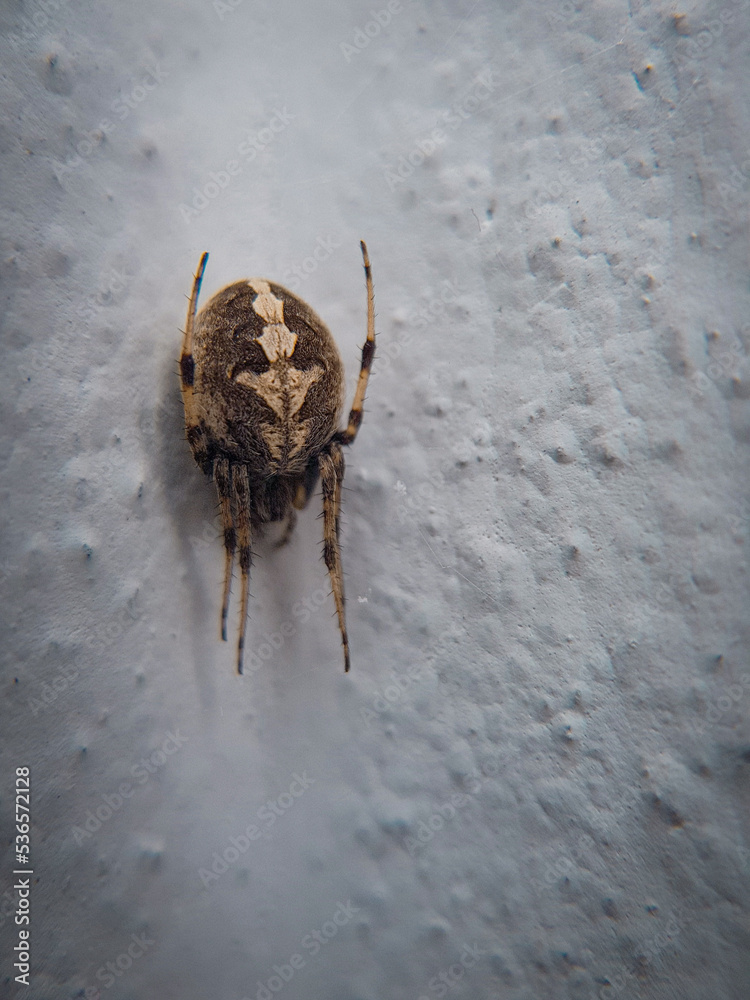 An unexpected guest in the house. Spider are air-breathing arthropod that  have eight legs and chelicerae with fangs that inject venom and they posses  six silk glands which produce web. Stock Photo