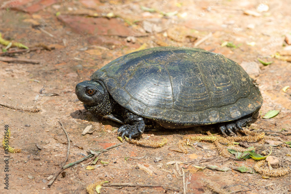 European terrapin Emys orbicularis, close-up European terrapin Emys orbicularis, close-up