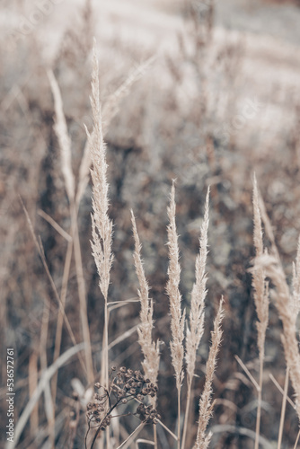 Pampas grass in autumn. Natural background. Dry beige reed. Pastel neutral colors and earth tones. Banner. Selective focus.