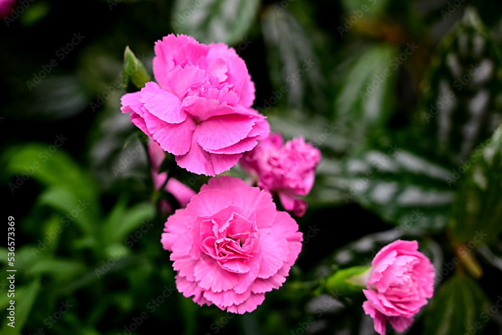 Carnation on a dark background close-up. Pink carnation with a green branch. Carnation on a dark background close-up. Pink carnation with a green branch.