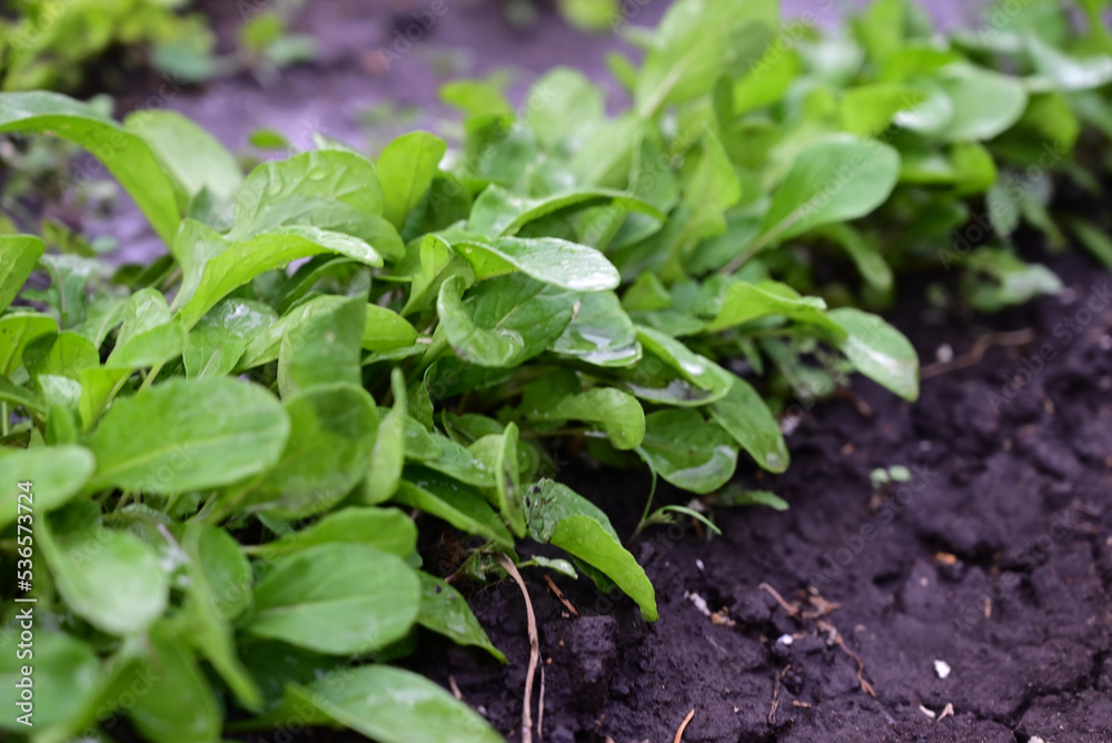 The process of growing arugula ruccola. Young arugula ruccola in the open field. Organic cultivation in the garden.