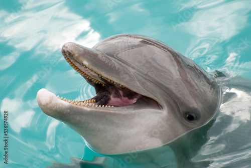 The Dolphin Close View in Cozumel Island Town