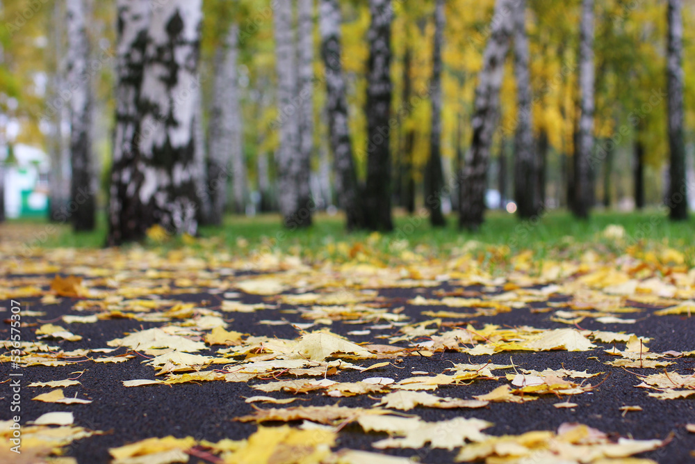 bottom view of fallen autumn leaves	