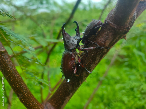 beetle on tree trunk after rain
