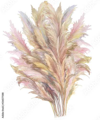 beige pampas grass bush painted in watercolor isolated on white background for boho style design