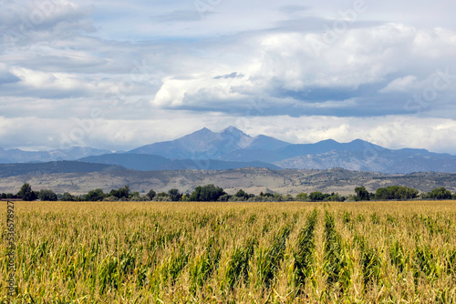 Corn field in front of the Rocky Mountains in Colorado