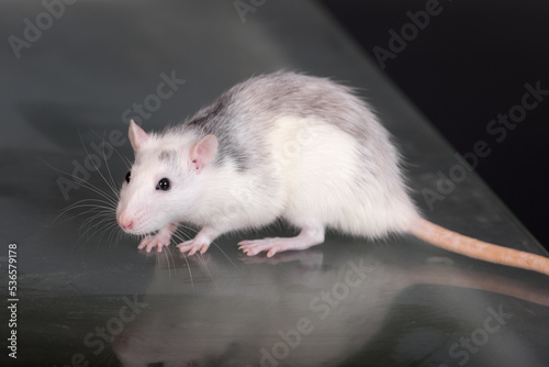 domestic rat on a glass table