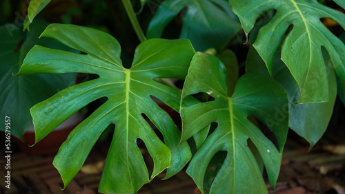 Wild Growing Hawaii Monstera Plant