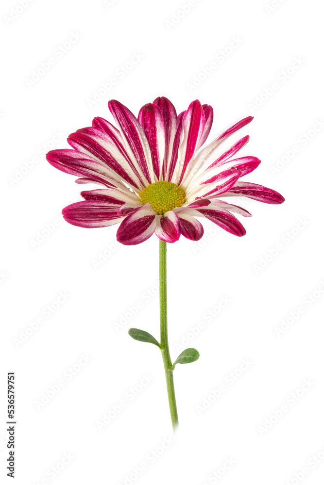 close-up of bright pink and white chrysanthemum, colorful mums or chrysanths flower isolated on white background